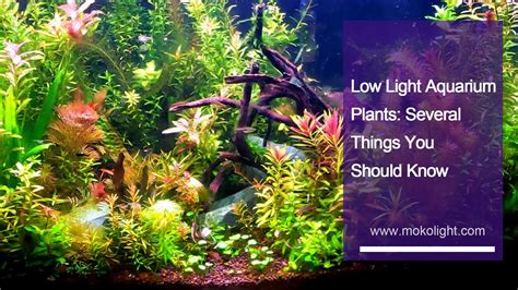 Low Light Aquarium Plants: Several Things You Should Know