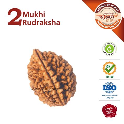 2 Mukhi Rudraksha | Lab Tested | Certified | 100% Original Bead