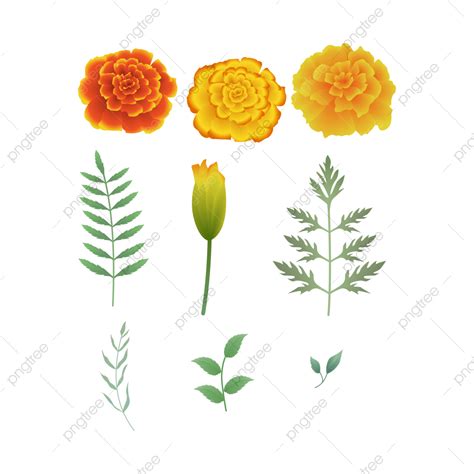 Ic22910 Marigold Flower Elements In Vector Drawing, Ic22910, Marigold Flower, Marigold Flower ...