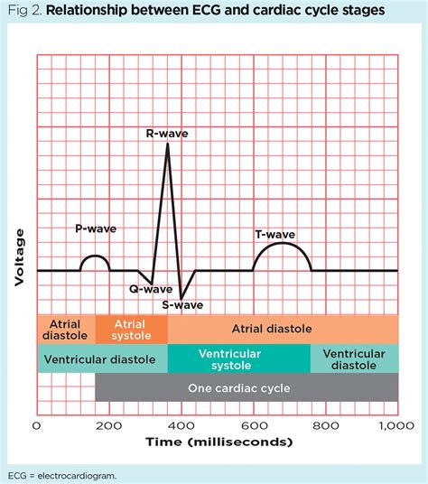 Cardiac Cycle Ecg