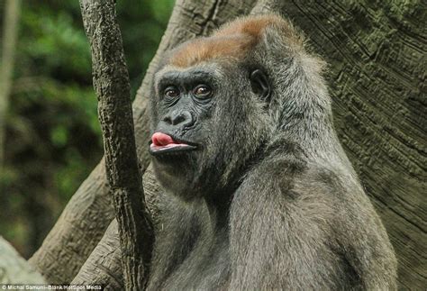 Gorilla at the Bronx Zoo pulls funny faces and sticks it's tongue out ...