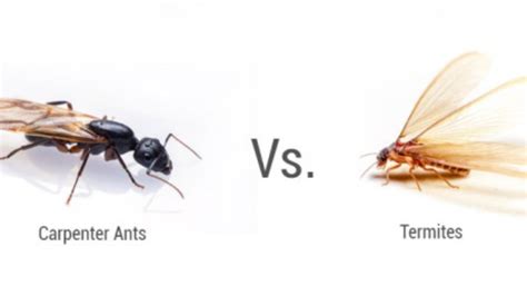 What is the difference between carpenter ants and termites?