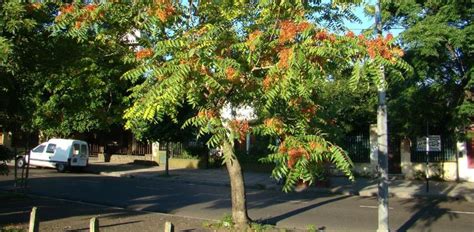 How To Control Tree of Heaven - Invasive Garden