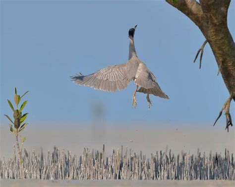 Bird Photography at its Best, Winners of the Bird Photographer of the Year