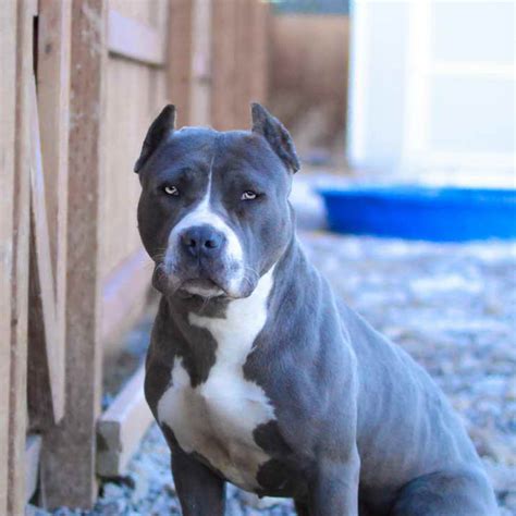 Blue Nose American Pitbull Terrier Puppies For Sale | PETSIDI