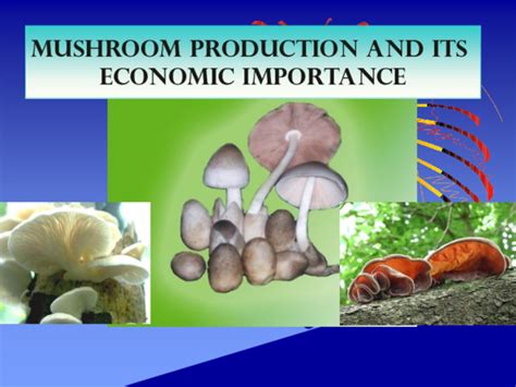 (PPT) Mushroom culture | Ester Daso - Academia.edu