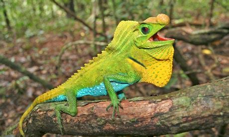 One in five reptile species faces extinction – study | Environment ...