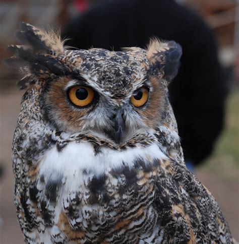 Great Horned Owl — Wildlife Science Center