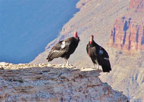 Best Time to See California Condor in Grand Canyon 2019 - Rove.me