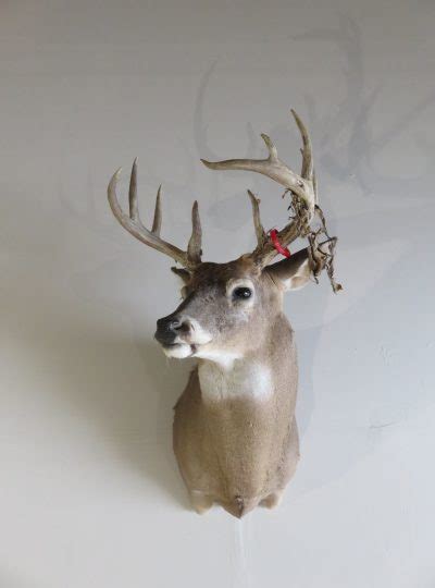 Whitetail Deer Shoulder Mount DW-111 – Mounts For Sale