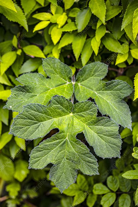 Hogweed (Heracleum sphondylium) foliage - Stock Image - C056/2399 ...