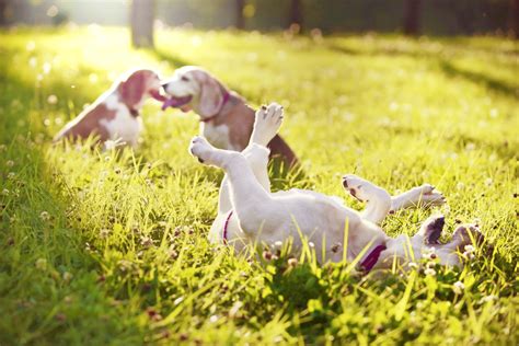 ¿Existen los piojos en perros?