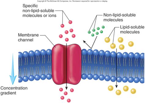 Why is a cell or plasma membrane called selectively permeable? - Quora