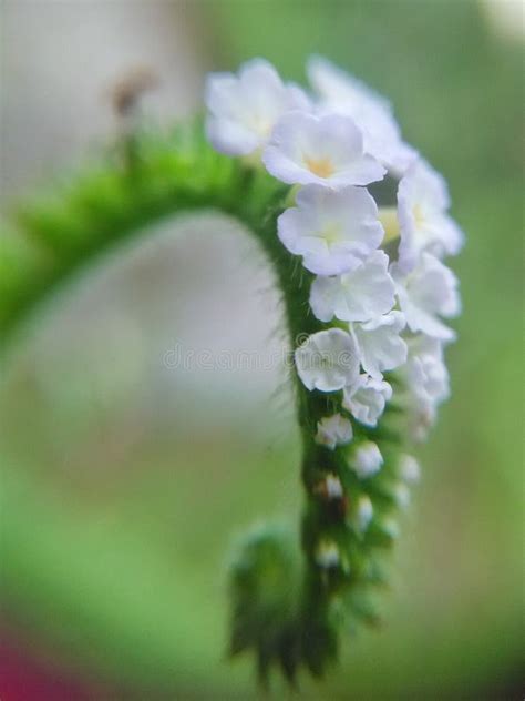 Heliotropium Indicum, Commonly Known AsÂ Indian Heliotrope. Wild and ...