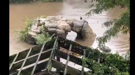 Sea lion escapes its enclosure in NYC zoo amid heavy rain and flooding- Watch | World News ...