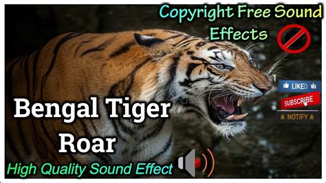 Bengal Tiger Roar Sound Effect | High Quality Sound | NCS Effects ...