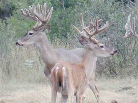 Whitetail Deer Hunting Ranch in Texas Hill Country