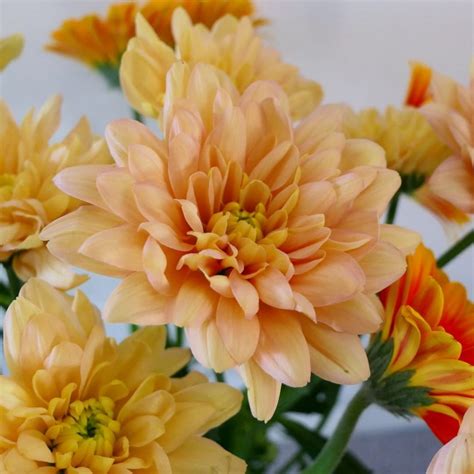 Chrysanthemum meaning, origins, and other interesting facts