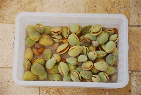 My Recession Kitchen...and garden: Harvesting Almonds