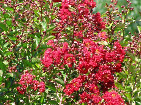 Dynamite~Crape Myrtle (8) | littlegemtrees | Flickr