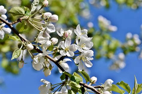 apple blossoms, apple tree, apple tree flowers, bloom, spring, blossom, white, spring flower ...