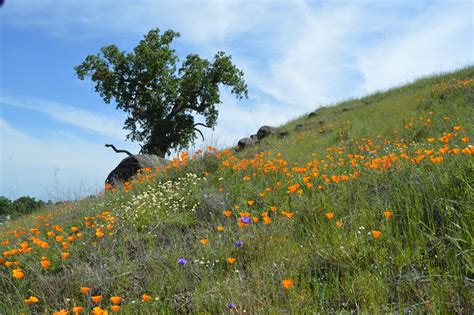 California Poppy Fields Forever - Loyalty Traveler