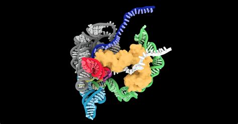 How an RNA Splicing Machine Splices Itself | HHMI