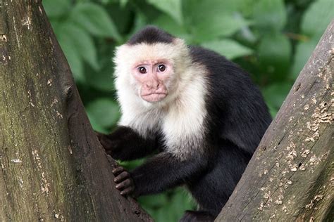 White Faced Capuchin Pet