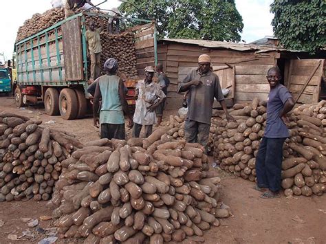 Cataloguing genetic information about yams