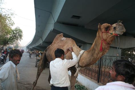 ASHA animals foundation: injured camels