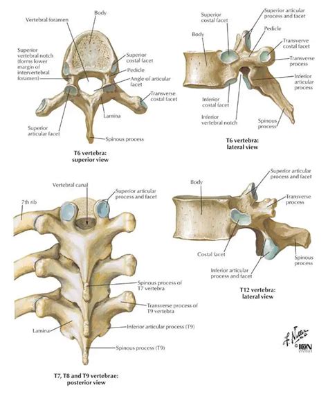 Thoracic vertebrae diagram