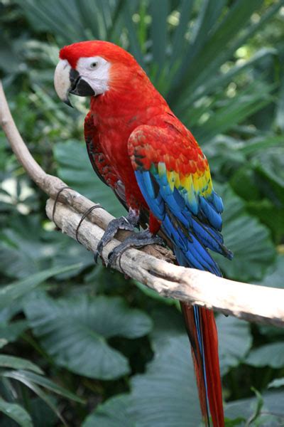 Ara macao - The Scarlet Macaw