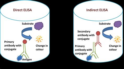 Principle of ELISA test a) Direct ELISA b) Indirect ELISA | Download Scientific Diagram