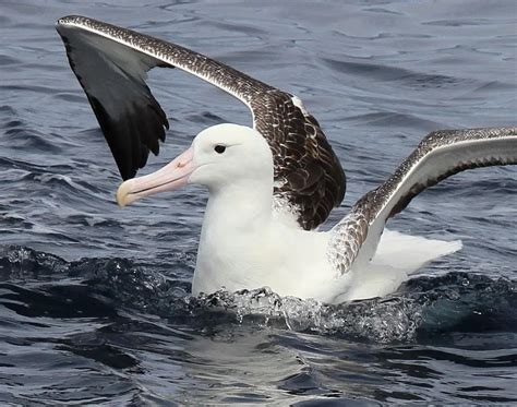 albatross - Animals Time