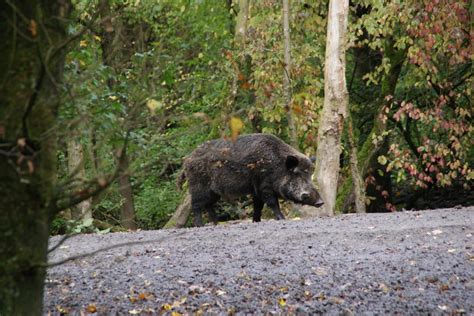 18 Wild Animals in Denmark [Wildlife in Denmark] - Kevmrc