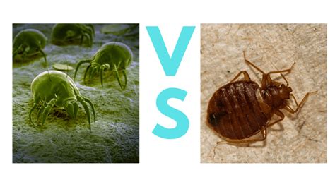 Dust Mites VS Bed Bugs: A Complete Guide with Photos