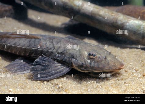 Armored Catfish (Loricariidae) on river bottom, Guyana Stock Photo - Alamy