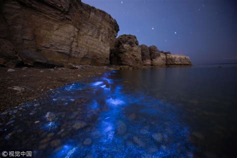 大连频现"荧光海"景观 开启蓝色梦幻模式|荧光海|景观|大连_新浪新闻