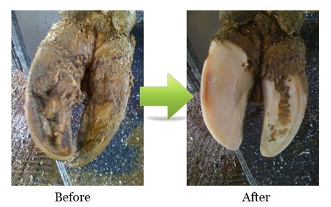 Easy tips for trimming your dairy cow's hoof