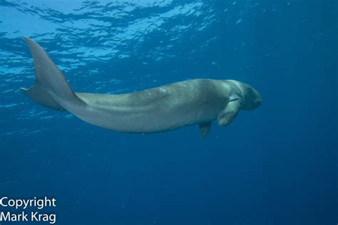 Things You Never Knew: 8 Facts about the Dugong