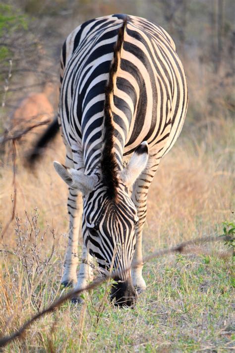 Darmowe Zdjęcia : Natura, dzikiej przyrody, fauna, sawanna, zebra, paski, safari, Kruger Park ...
