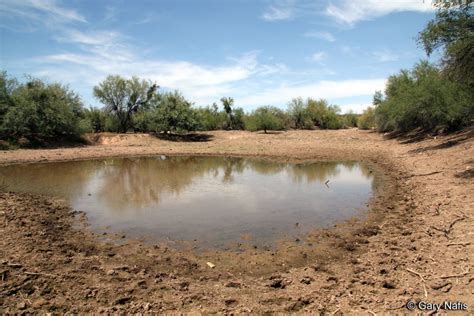 Sounds of Sonoran Desert Toad - Incilius alvarius