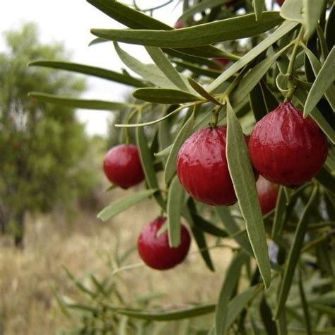 Native Australian Bush Food - A Beginner's Guide - Decisive Cravings