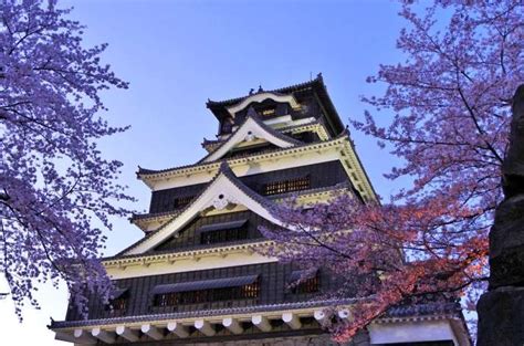 Cherry Blossoms at Kumamoto Castle