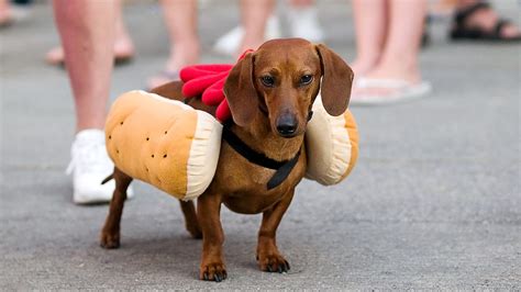 Just Once, Dachshund Would Love To Dress Up As Something Other Than Hot Dog