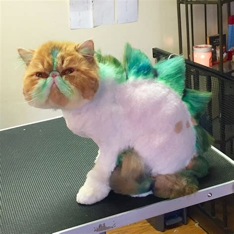 Dinosaur Cat Haircuts (20 pics)