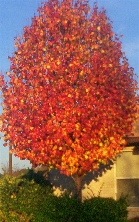 Ornamental Pear Tree Fall