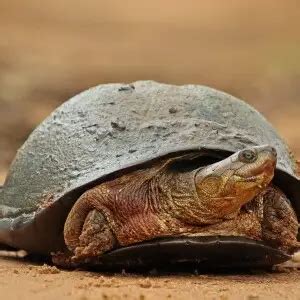 African helmeted turtle - Facts, Diet, Habitat & Pictures on Animalia.bio