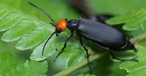 What Do Blister Beetle Bites Look Like? - IMP WORLD