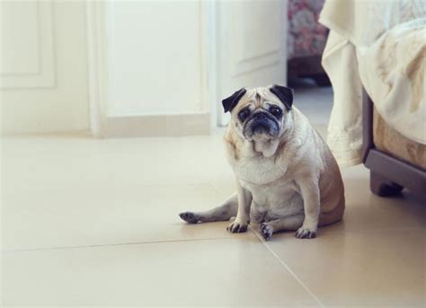 Obesity in Dogs | PetMD